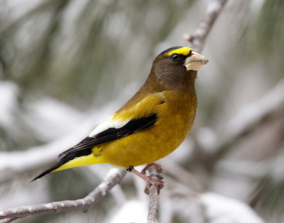 Evening Grosbeak Coccothraustes vespertinus