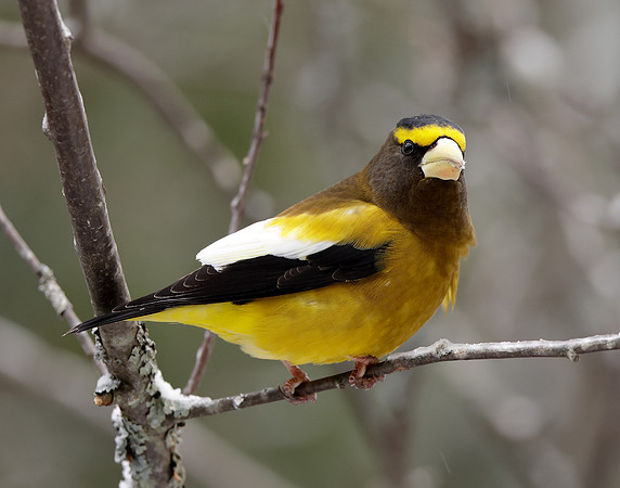 Evening Grosbeak Coccothraustes vespertinus