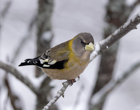 Evening Grosbeak Coccothraustes vespertinus