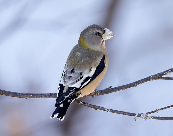 Evening Grosbeak Coccothraustes vespertinus