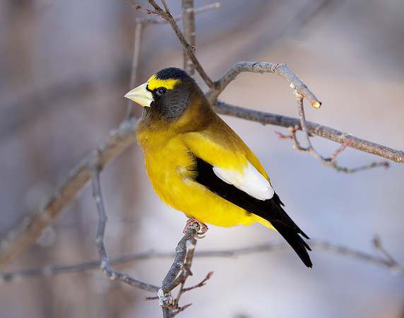 Evening Grosbeak Coccothraustes vespertinus