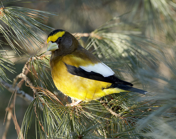 Evening Grosbeak Coccothraustes vespertinus