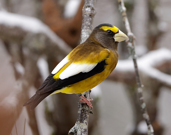 Evening Grosbeak Coccothraustes vespertinus