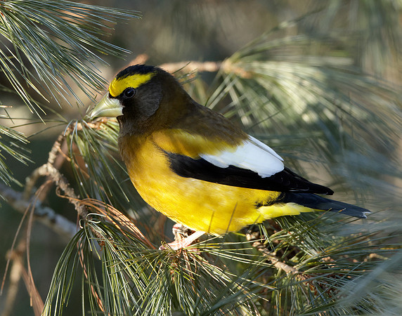Evening Grosbeak Coccothraustes vespertinus