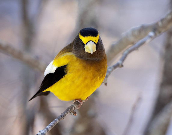 Evening Grosbeak Coccothraustes vespertinus