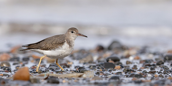 Spotted Sandpiper Actitis macularia. Croy Beach Ayrshire March 2