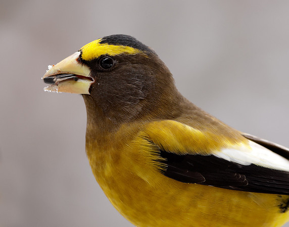 Evening Grosbeak Coccothraustes vespertinus