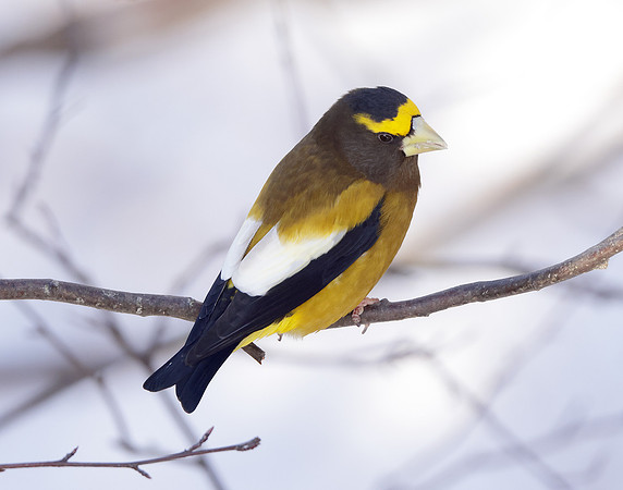 Evening Grosbeak Coccothraustes vespertinus