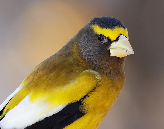 Evening Grosbeak Coccothraustes vespertinus