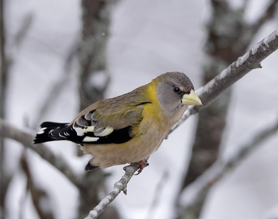 Evening Grosbeak Coccothraustes vespertinus