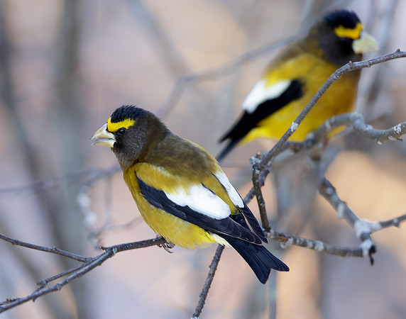 Evening Grosbeak Coccothraustes vespertinus