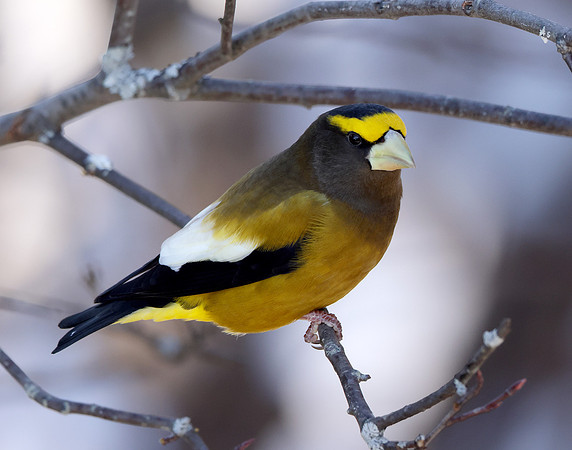 Evening Grosbeak Coccothraustes vespertinus