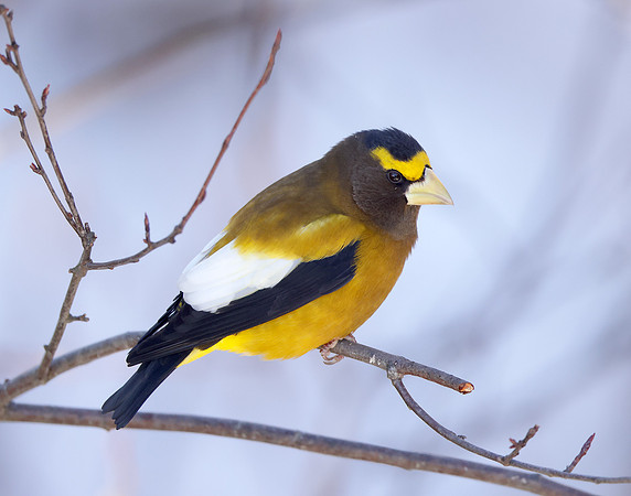 Evening Grosbeak Coccothraustes vespertinus