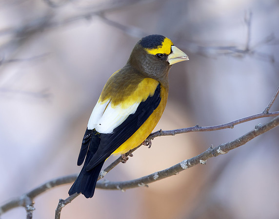 Evening Grosbeak Coccothraustes vespertinus