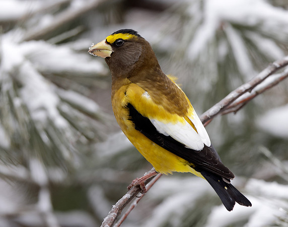 Evening Grosbeak Coccothraustes vespertinus