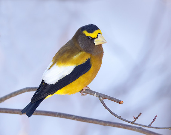 Evening Grosbeak Coccothraustes vespertinus
