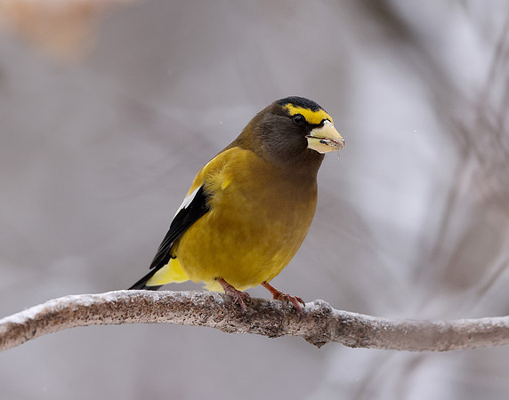 Evening Grosbeak Coccothraustes vespertinus