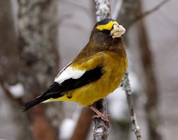 Evening Grosbeak Coccothraustes vespertinus