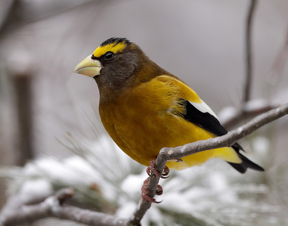 Evening Grosbeak Coccothraustes vespertinus