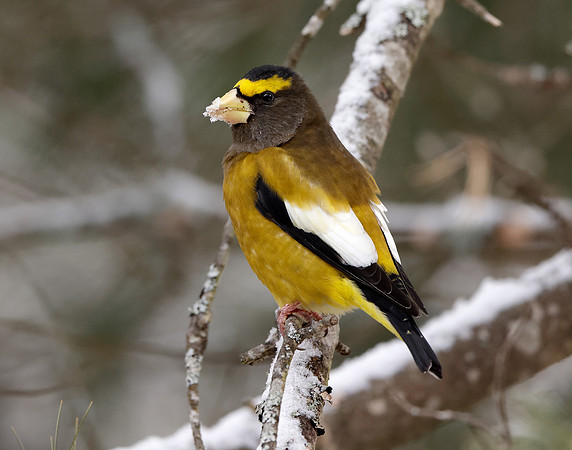 Evening Grosbeak Coccothraustes vespertinus