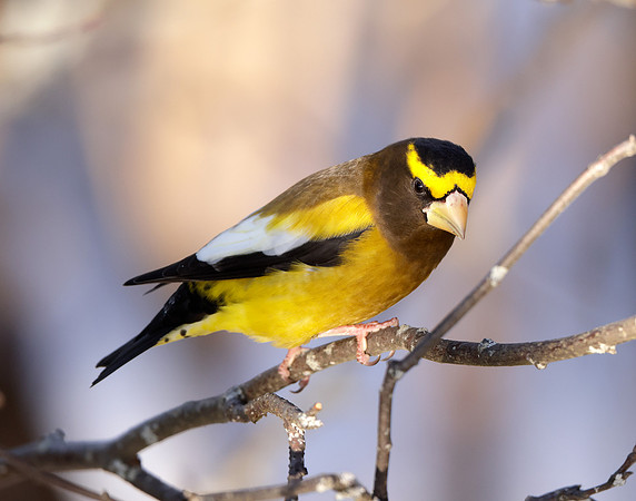 Evening Grosbeak Coccothraustes vespertinus