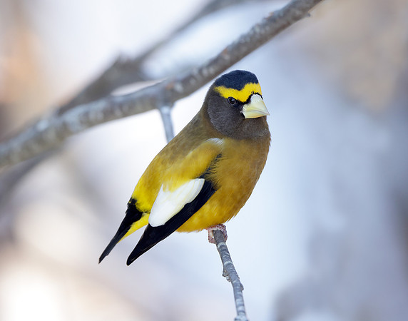 Evening Grosbeak Coccothraustes vespertinus