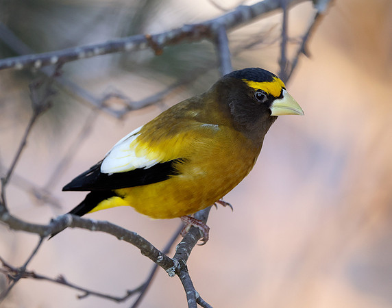 Evening Grosbeak Coccothraustes vespertinus