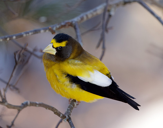 Evening Grosbeak Coccothraustes vespertinus