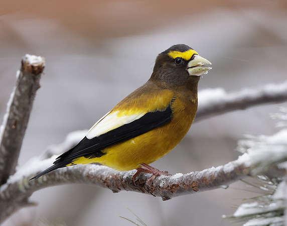 Evening Grosbeak Coccothraustes vespertinus