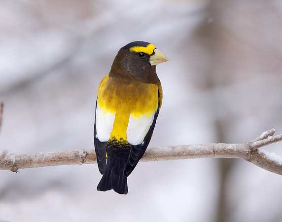 Evening Grosbeak Coccothraustes vespertinus