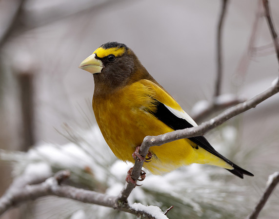 Evening Grosbeak Coccothraustes vespertinus