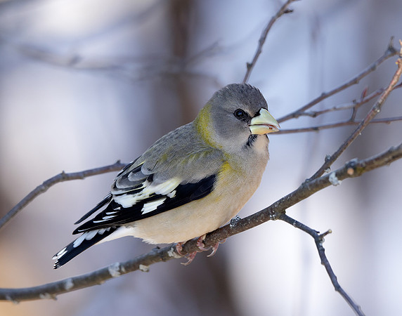 Evening Grosbeak Coccothraustes vespertinus