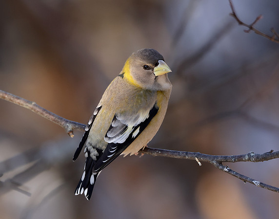 Evening Grosbeak Coccothraustes vespertinus