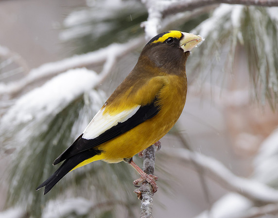 Evening Grosbeak Coccothraustes vespertinus