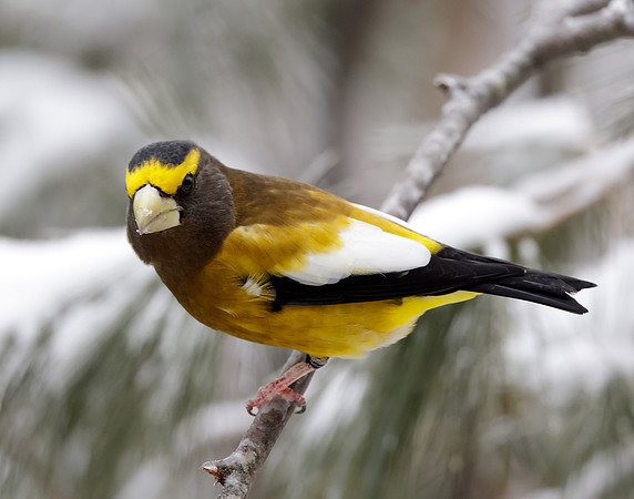 Evening Grosbeak Coccothraustes vespertinus