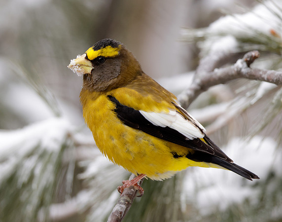 Evening Grosbeak Coccothraustes vespertinus