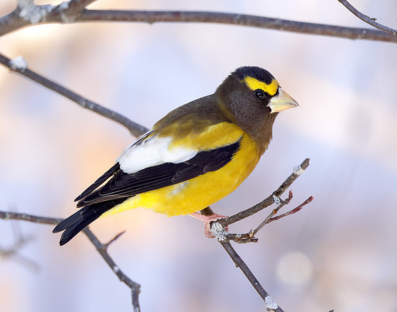 Evening Grosbeak Coccothraustes vespertinus