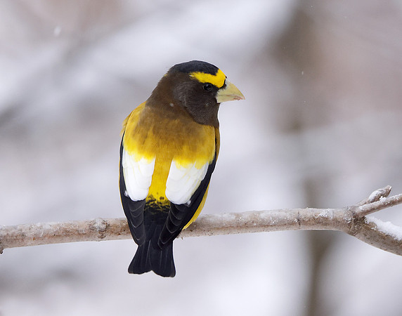 Evening Grosbeak Coccothraustes vespertinus
