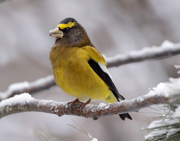 Evening Grosbeak Coccothraustes vespertinus