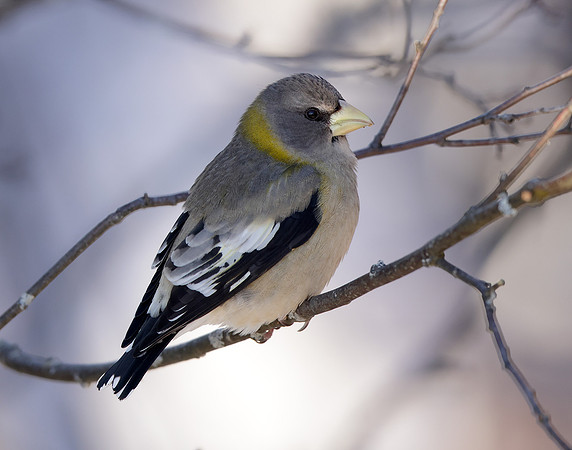 Evening Grosbeak Coccothraustes vespertinus