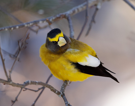 Evening Grosbeak Coccothraustes vespertinus