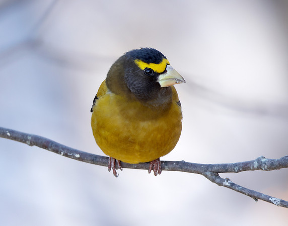 Evening Grosbeak Coccothraustes vespertinus