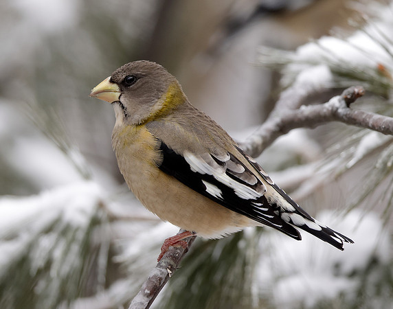Evening Grosbeak Coccothraustes vespertinus