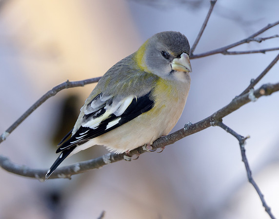 Evening Grosbeak Coccothraustes vespertinus