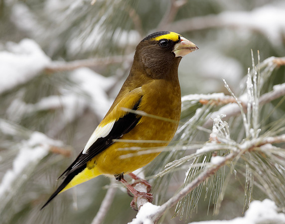 Evening Grosbeak Coccothraustes vespertinus