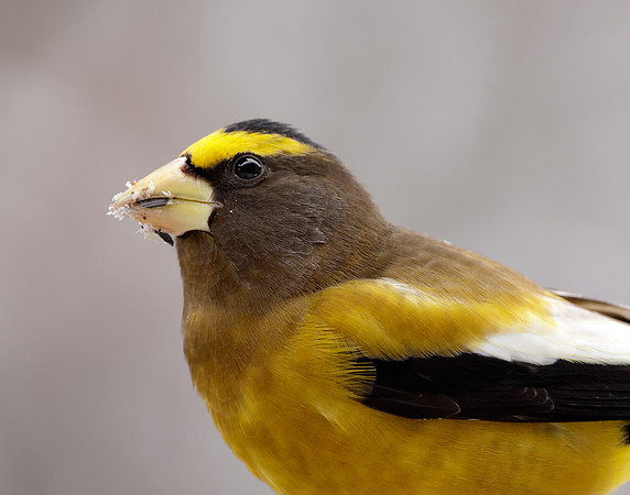 Evening Grosbeak Coccothraustes vespertinus