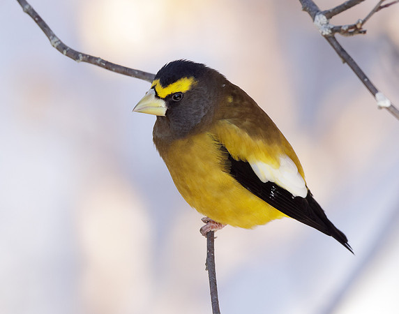 Evening Grosbeak Coccothraustes vespertinus