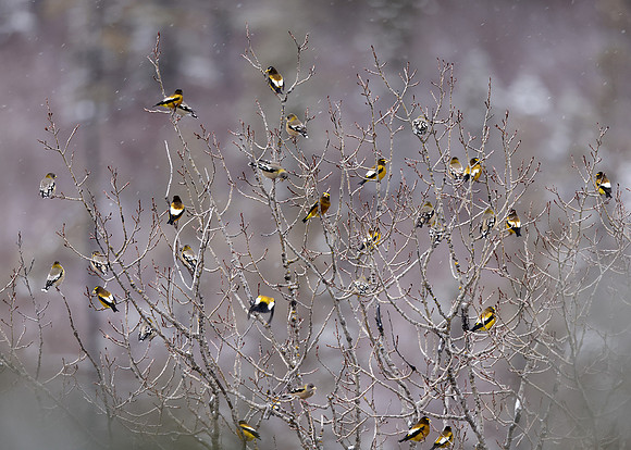 Evening Grosbeak Coccothraustes vespertinus