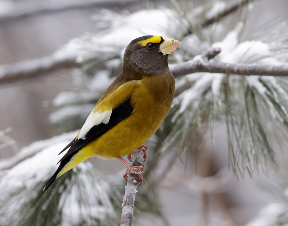 Evening Grosbeak Coccothraustes vespertinus