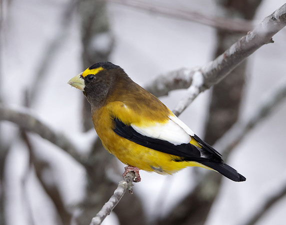 Evening Grosbeak Coccothraustes vespertinus